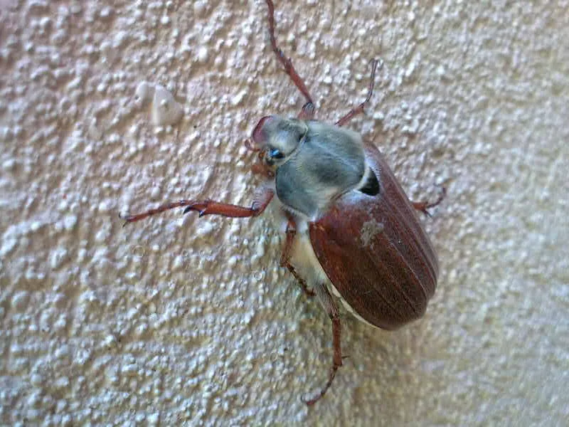Cock Chafer beetle