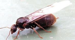 Flying ants infestation - Arrestapest