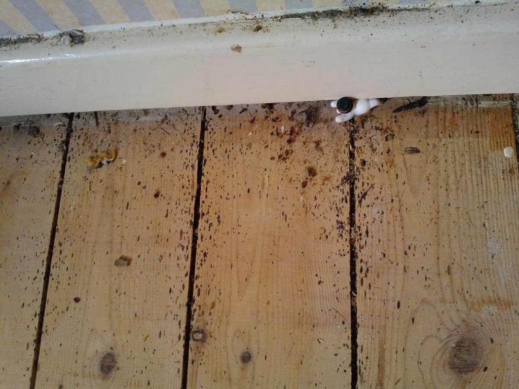 Bedbug infestation - ArrestaPest