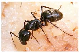 Black ant