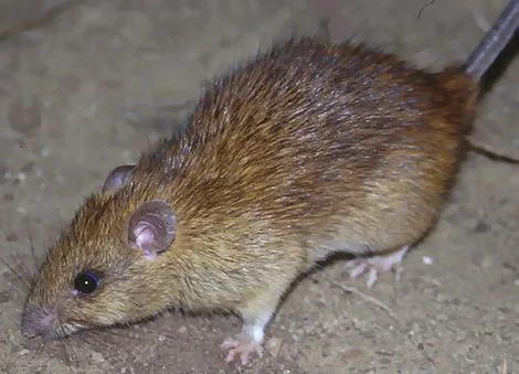 brown rat