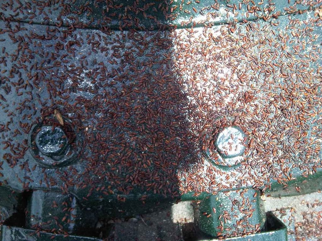 Beetles on a roof