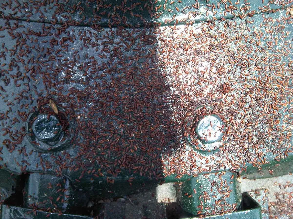 Beetles on a roof